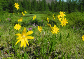 Solar-powered camp site to be created in Taimyr