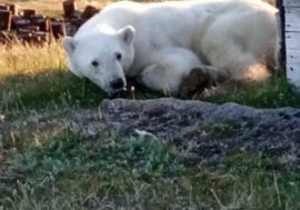 Polar bear came in Dikson for help