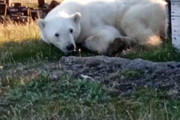 Polar bear came in Dikson for help