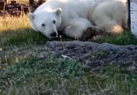 50 kilos of fish prepared for bear waiting to be rescued