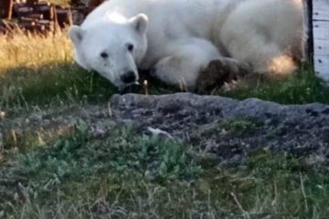 50 kilos of fish prepared for bear waiting to be rescued