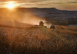 Permafrost bacteria to help scientists increase wheat yield