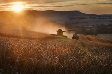 Permafrost bacteria to help scientists increase wheat yield