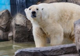 Polar bears get new enclosures in Krasnoyarsk fauna park