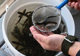 Nornickel replenishes Yenisey with valuable fish