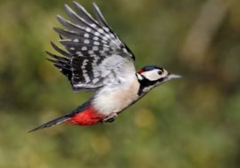 Spotted woodpecker seen in Arctic