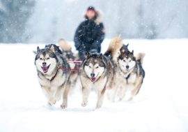Taimyr called first sled dogs birthplace
