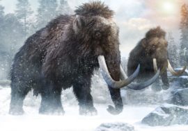 Taimyr mammoth refuted western scientists’ data