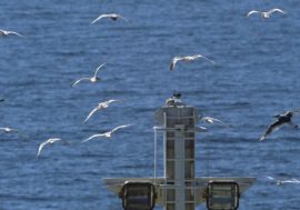 Nornickel helped scientists count Arctic Ocean inhabitants