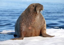 Arctic floating university to study atlantic walruses