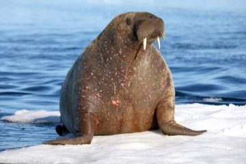 Arctic floating university to study atlantic walruses