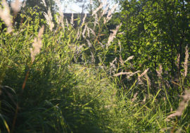 In Arctic grass appears instead of reindeer moss