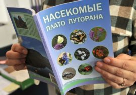 Unique book about Putorana plateau insects published