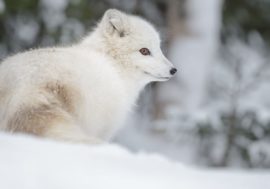 Arctic foxes in Finnish Lapland give birth first time in 26 years