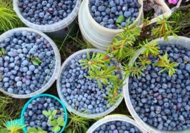 Blueberries ripen in Taimyr