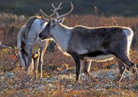 Wild reindeer main migration ended in Taimyr