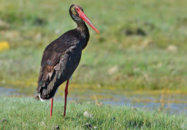 Black storks photographed in Krasnoyarsk national park