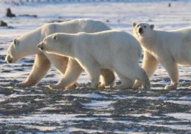 Polar bears population tracked by AI