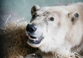 Taimyr rescued polar bear named Dikson