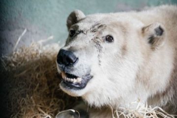 Taimyr rescued polar bear named Dikson