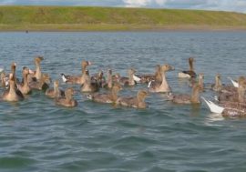 Arctic birds can help fertilize Taimyr lakes
