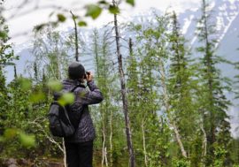 Siberian tundra may disappear