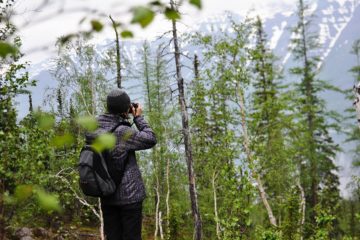 Siberian tundra may disappear