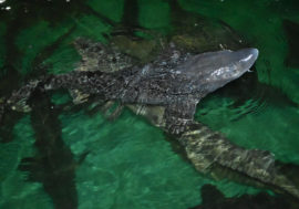 Nornickel released valuable fish into Yenisey