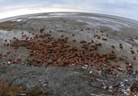 Military and Russian Geographical Society clean up Wrangel island