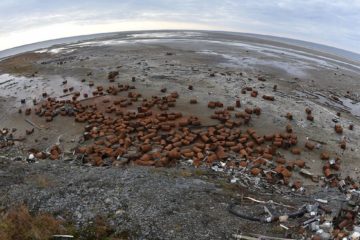 Military and Russian Geographical Society clean up Wrangel island