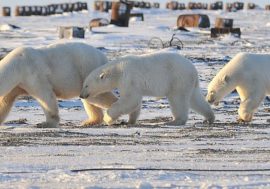 Arctic digital Red Book to appear in Russia