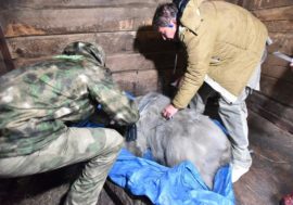 Wounded polar bear being saved in Taimyr
