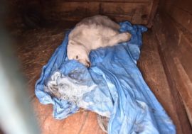 Polar bear from Dikson hit by car