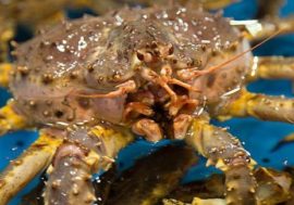 King crab habitat increases due to warming in Arctic