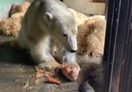 Wounded Dikson bear senses tickling