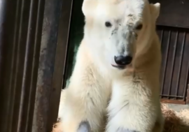 Wounded Dikson bear undergoing rehabilitation course