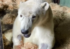 Wounded Dikson bear no longer walks