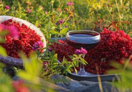 Taimyr berries kissel applies for grant