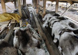 Arctic fox farm built in Dudinka