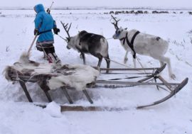 Reindeer antlers extract to be produced in Taimyr