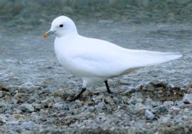 Scientists to assess Arctic gulls’ stress level