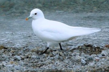 Scientists to assess Arctic gulls’ stress level