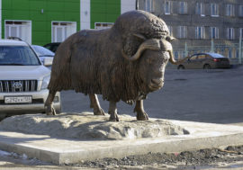 Musk oxen population data updated