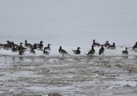 Scientists conduct Northern Sea Route ecological monitoring