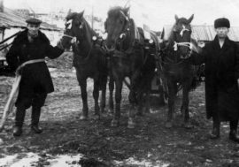 Horses used in Norilsk till 1970s