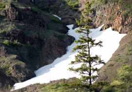 Tundra plants help slow Arctic melting
