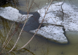 Scientists woke up 48.5 thousand year-old viruses in Siberia