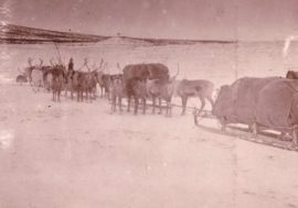 Subpolar Census took place in 1920s