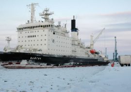 Polar bear made compliment to icebreaker’s chef