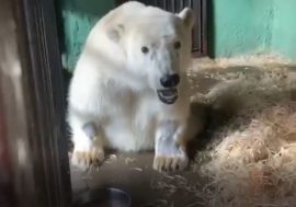 Nornickel to double donations for rescued bear